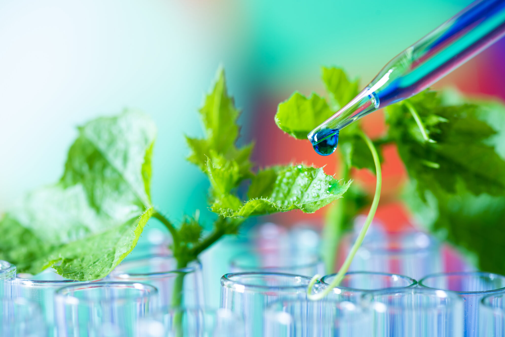 pipette dropping green sample chemical over young sample plant